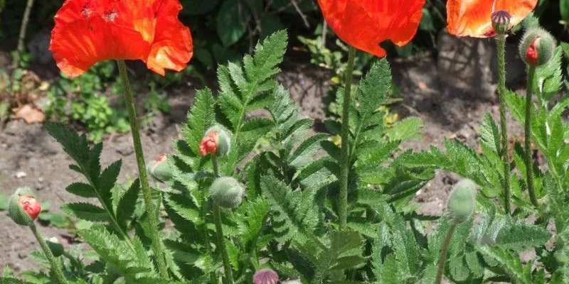 PAPAVER Orientalis 'Brillant' - Pavot d'orient