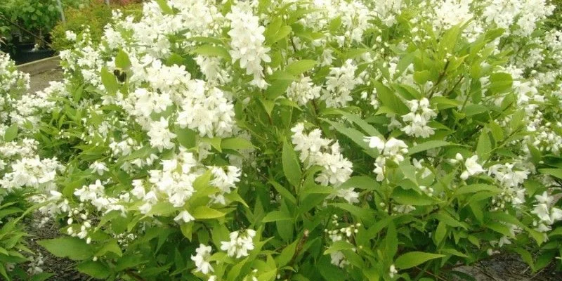 DEUTZIA crenata 'Nikko' - Deutzia nain