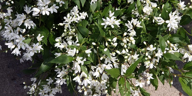 DEUTZIA crenata 'Nikko' - Deutzia nain