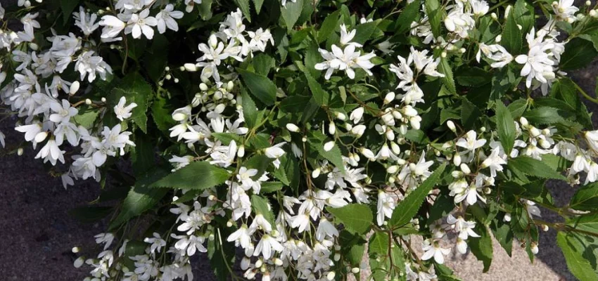 DEUTZIA crenata 'Nikko' - Deutzia nain