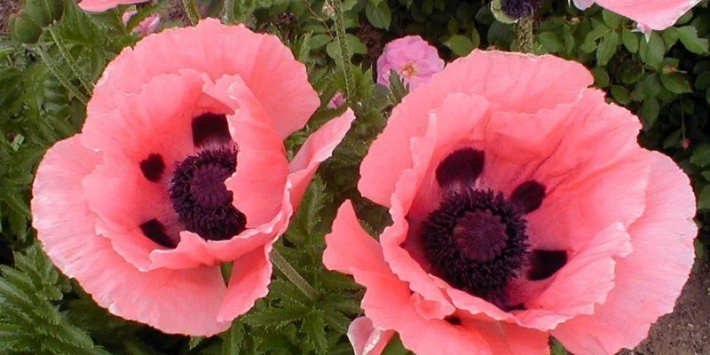 PAPAVER orientalis 'Prinzessin Victoria Louise' - Pavot d'orient