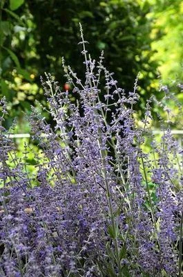 PEROVSKIA atriplicifolia 'Little Spire'® - Sauge d'Afghanistan