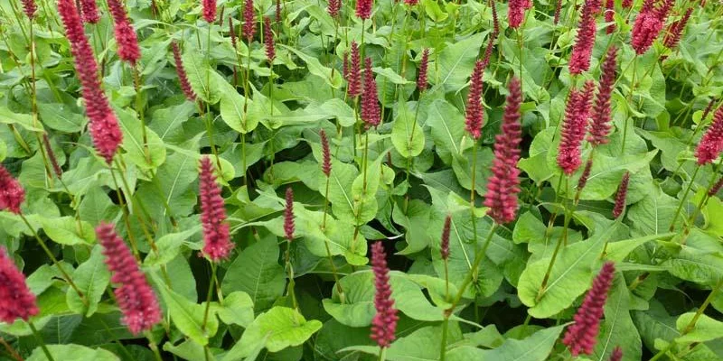 PERSICARIA amplexicaulis 'Blackfield' ® - Renouée