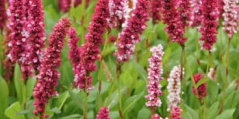 PERSICARIA affinis 'Darjeeling Red'