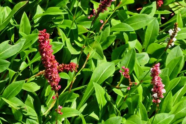 PERSICARIA affinis 'Darjeeling Red'