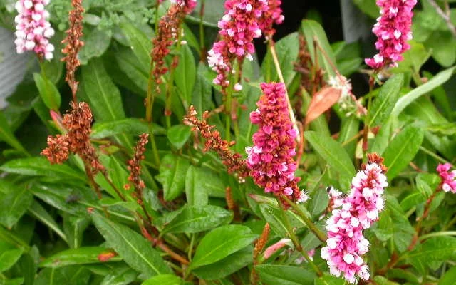 PERSICARIA affinis 'Darjeeling Red' - Renouée