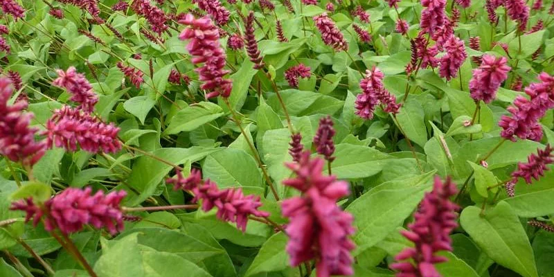 PERSICARIA amplexicaulis 'Inverleith' - Renouée