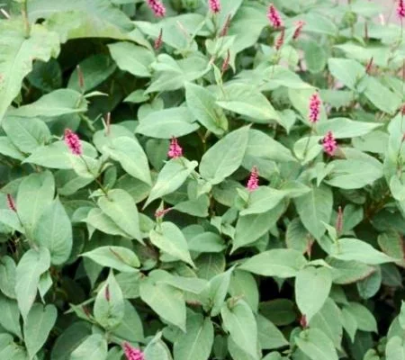 PERSICARIA amplexicaulis 'Inverleith' - Renouée