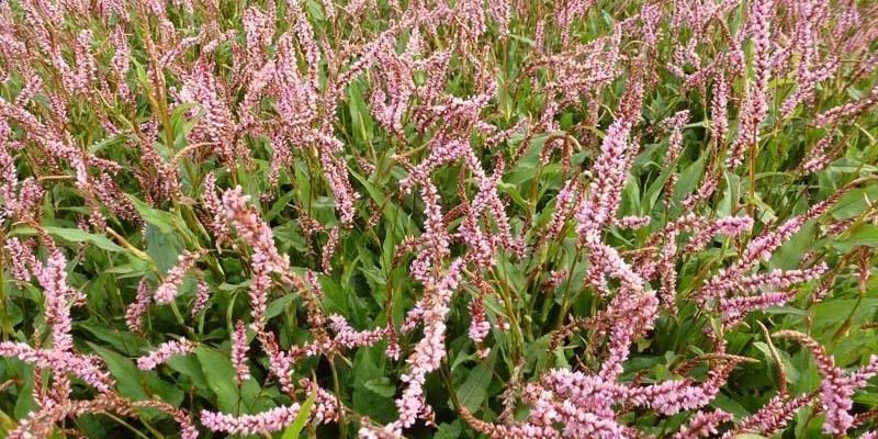 PERSICARIA amplexicaulis 'Pink Elephant'®