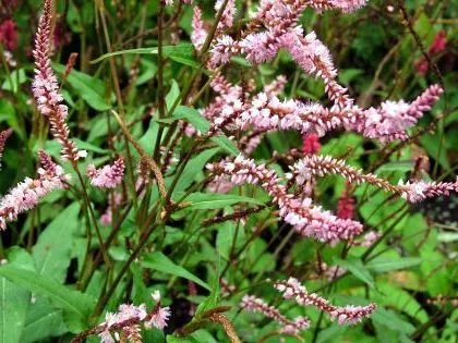 PERSICARIA amplexicaulis 'Pink Elephant'®