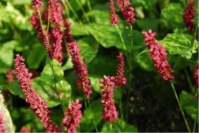 PERSICARIA amplexicaulis 'Red Baron' - Renouée