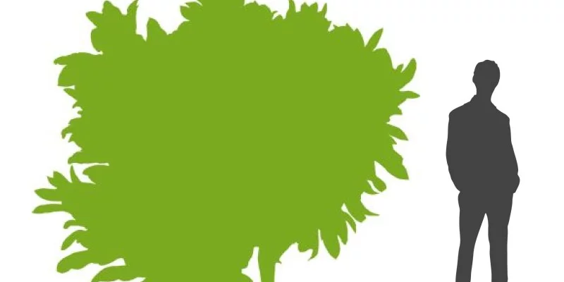 ACER negundo 'Flamingo' - Erable a feuilles de frêne