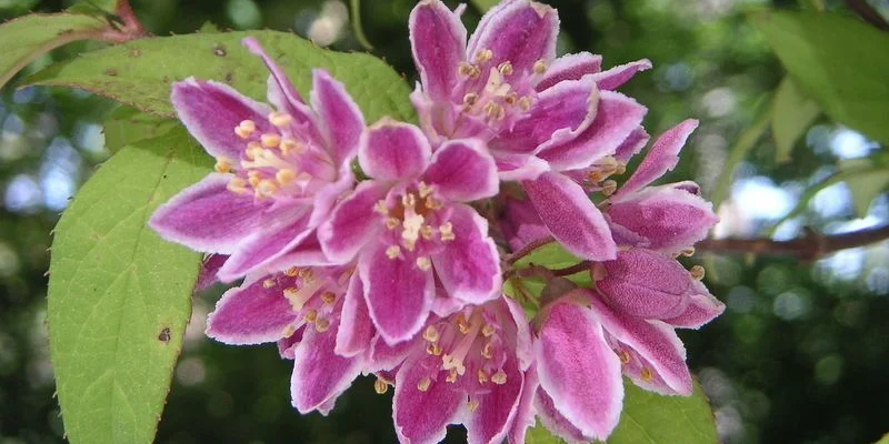 DEUTZIA X 'Perle Rose' - Deutzia rose