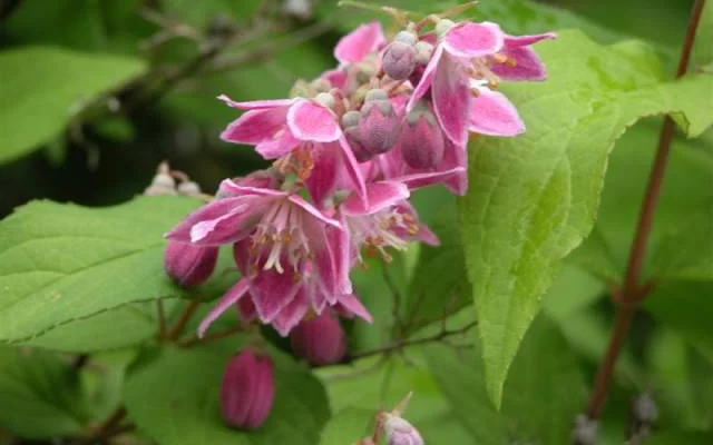 DEUTZIA X 'Perle Rose' - Deutzia rose