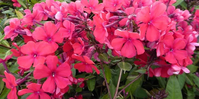 PHLOX paniculata 'Starfire' - Phlox paniculé 'Starfire'