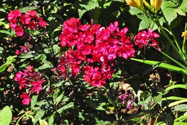 PHLOX paniculata 'Starfire' - Phlox paniculé 'Starfire'