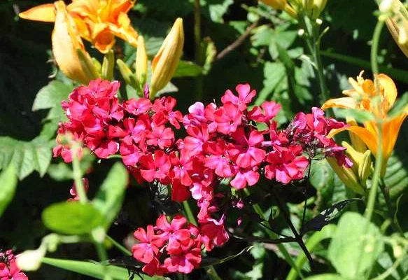 PHLOX paniculata 'Starfire' - Phlox paniculé 'Starfire'