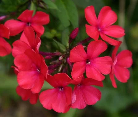 PHLOX paniculata 'Starfire' - Phlox paniculé 'Starfire'