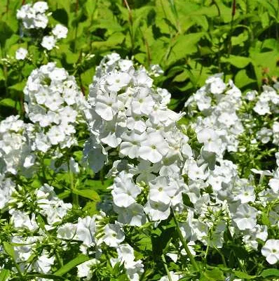 PHLOX paniculata 'White Admiral' - Phlox paniculé 'White Admiral'