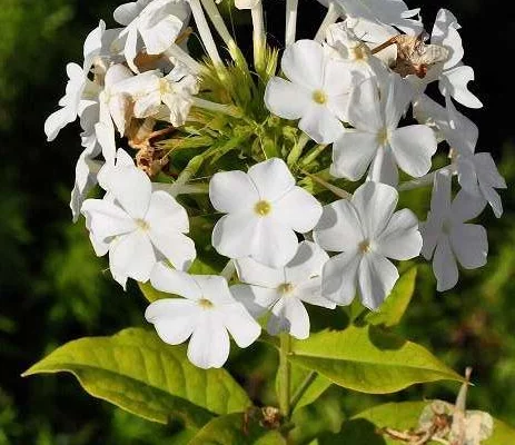 PHLOX paniculata 'White Admiral' - Phlox paniculé 'White Admiral'