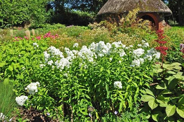 PHLOX paniculata 'White Admiral' - Phlox paniculé 'White Admiral'