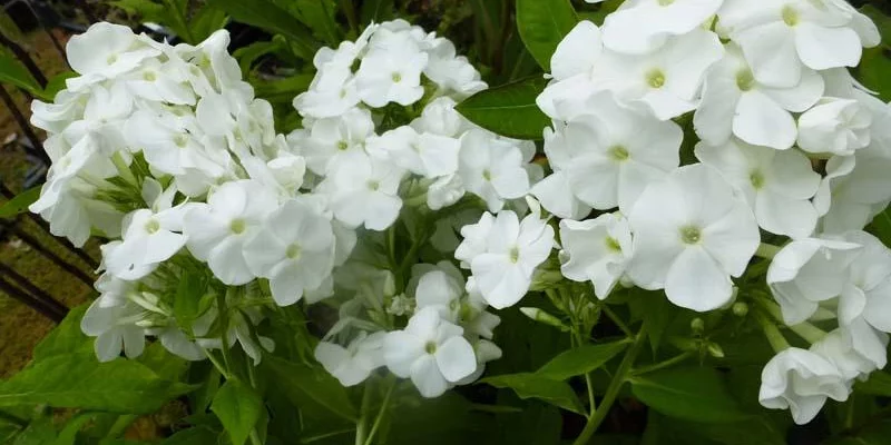 PHLOX paniculata 'White Admiral' - Phlox paniculé 'White Admiral'