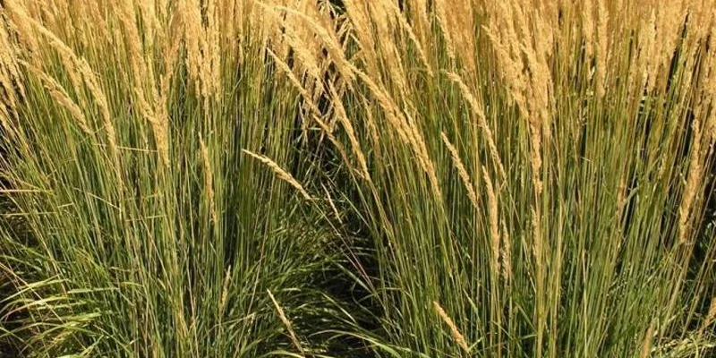 CALAMAGROSTIS acutiflora 'Karl Foerster' - Graminée, Calamagrostide