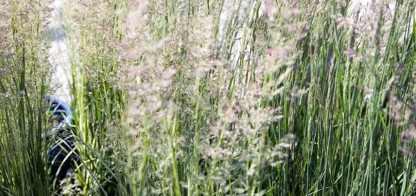 CALAMAGROSTIS acutiflora 'Karl Foerster' - Graminée, Calamagrostide