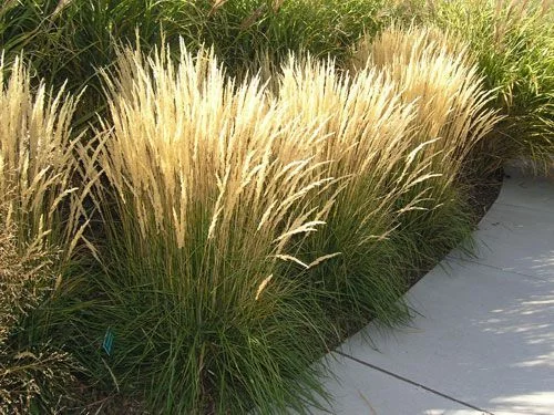 CALAMAGROSTIS acutiflora 'Karl Foerster' - Graminée, Calamagrostide