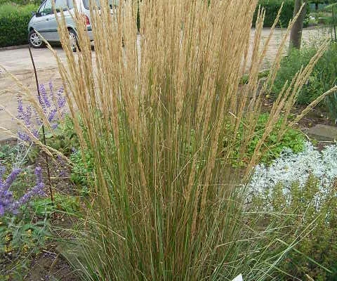 CALAMAGROSTIS acutiflora 'Overdam'