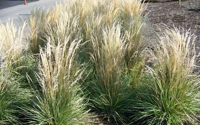 CALAMAGROSTIS acutiflora 'Overdam'