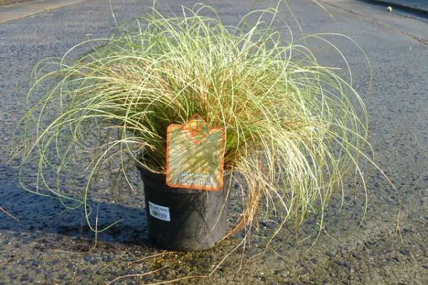 CAREX comans 'Frosted Curls' - Graminée, Laîche