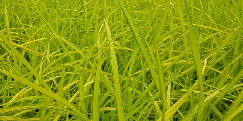 CAREX elata 'Aurea'