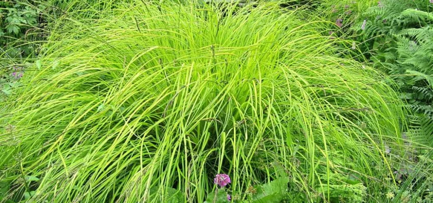 CAREX elata 'Aurea'