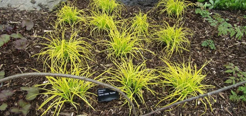 CAREX elata 'Aurea'