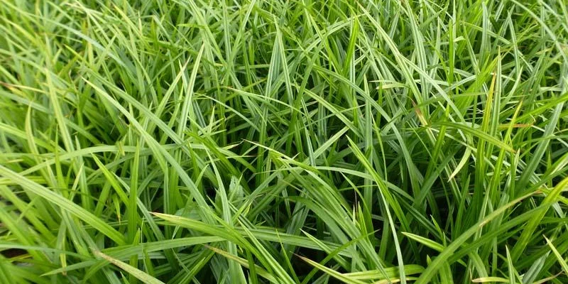 CAREX foliosissima 'Irish Green'