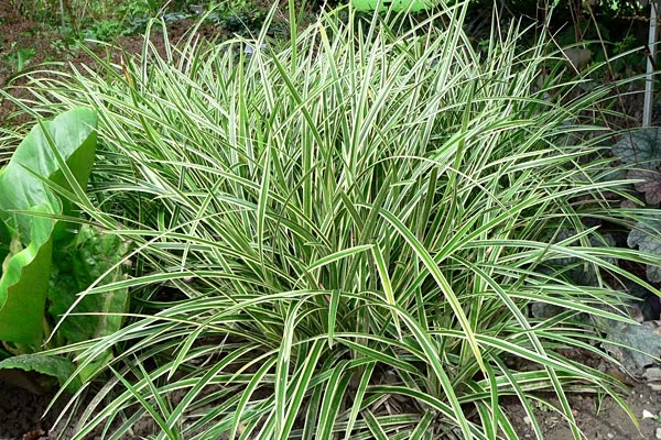 CAREX morrowii 'Ice Dance' - Graminée, Laîche