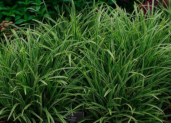 CAREX morrowii 'Ice Dance' - Graminée, Laîche