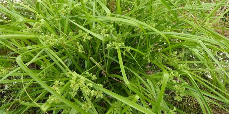 CAREX grayi - Graminée, Laîche