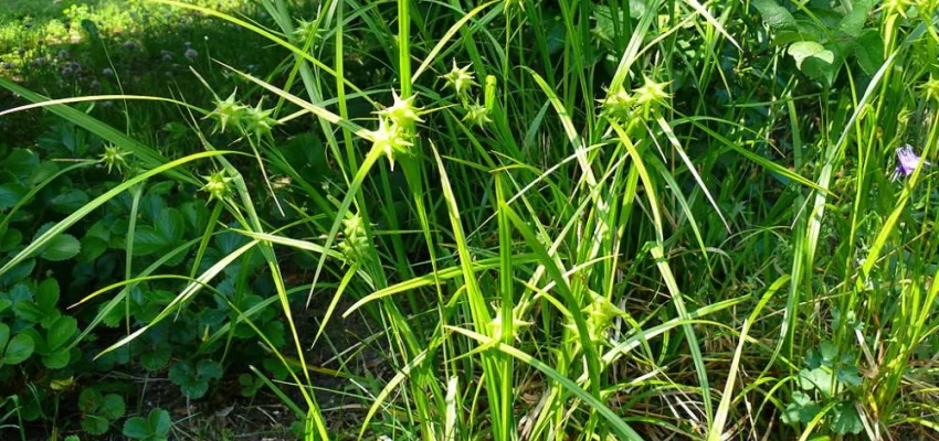 CAREX grayi - Graminée, Laîche