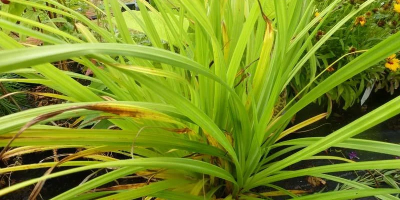 CAREX pendula - Graminée, Laîche