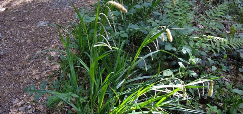 CAREX pendula - Graminée, Laîche