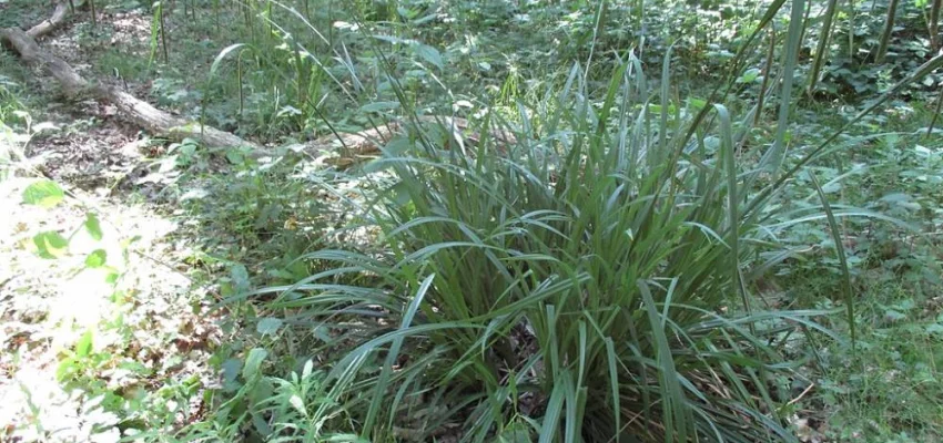 CAREX pendula - Graminée, Laîche