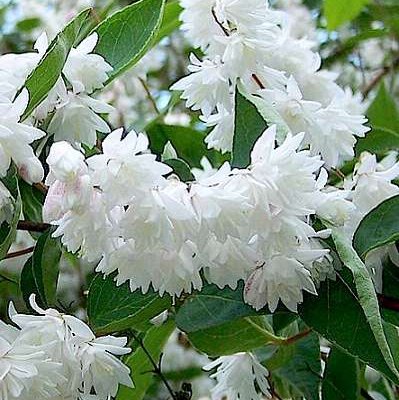 DEUTZIA magnifica - Deutzie à fleurs blanches