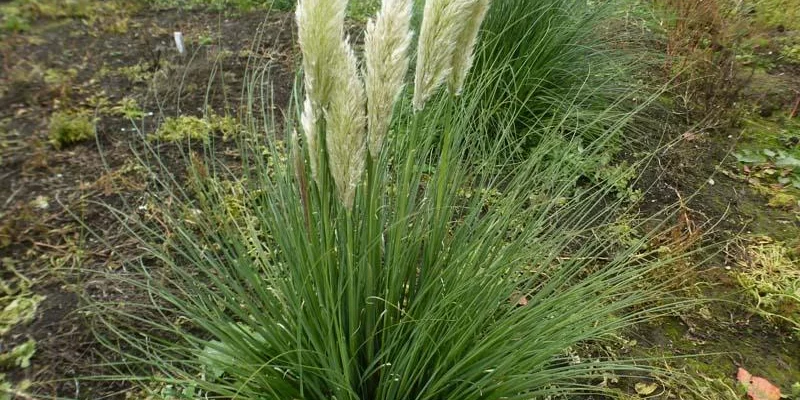 CORTADERIA selloana 'Pumila' - Herbe de la pampa naine