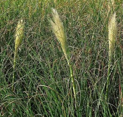 CORTADERIA selloana 'Pumila' - Herbe de la pampa naine