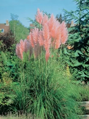 CORTADERIA selloana 'Rosea' - Herbe de la Pampa rose