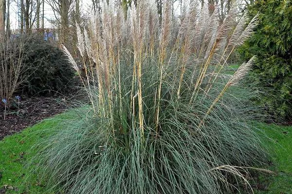 CORTADERIA selloana - Herbe de la pampa blanche