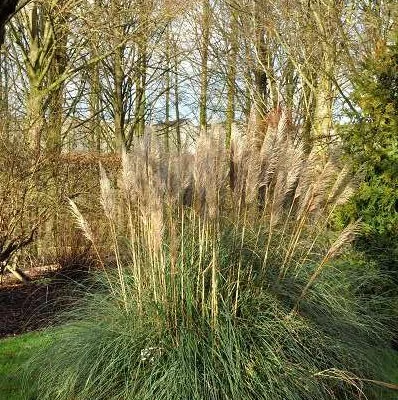 CORTADERIA selloana - Herbe de la pampa blanche