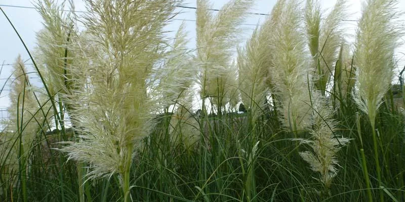 CORTADERIA selloana - Herbe de la pampa blanche